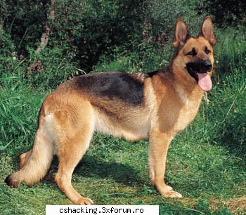 alt caine mare si frumos =d caine lup