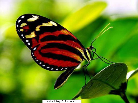 Fluture frumos si Exotic - Mie imi place e dragut - POZE