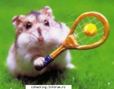 Micul Hamster Paletist - Stie bine tenis - POZE