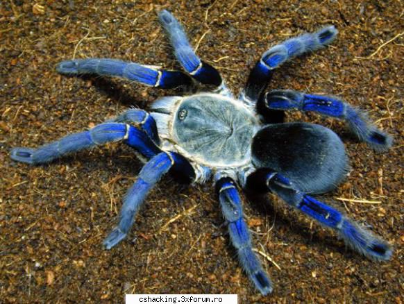 O tarantula albastra! - alexwow2012 - POZE