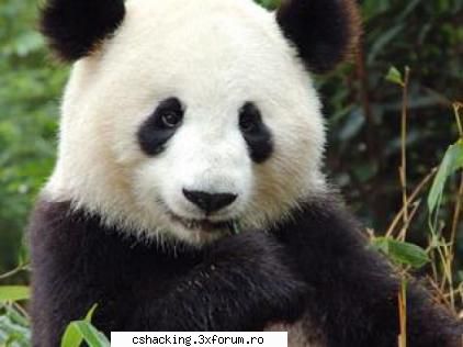 dragutz :nod: panda