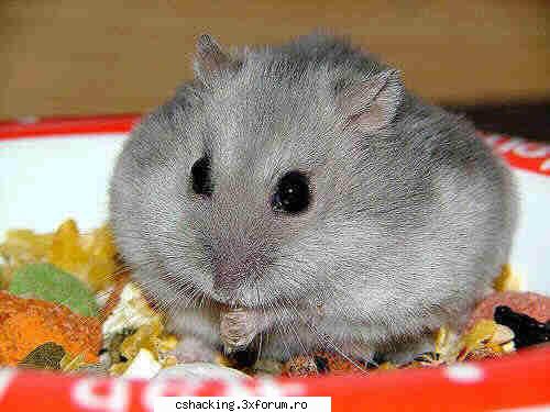 imi vine sa-l  mananc :nod: un mic hamster